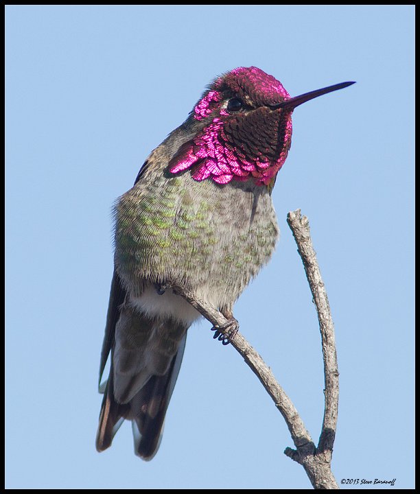 _3SB4521 annas hummingbird.jpg